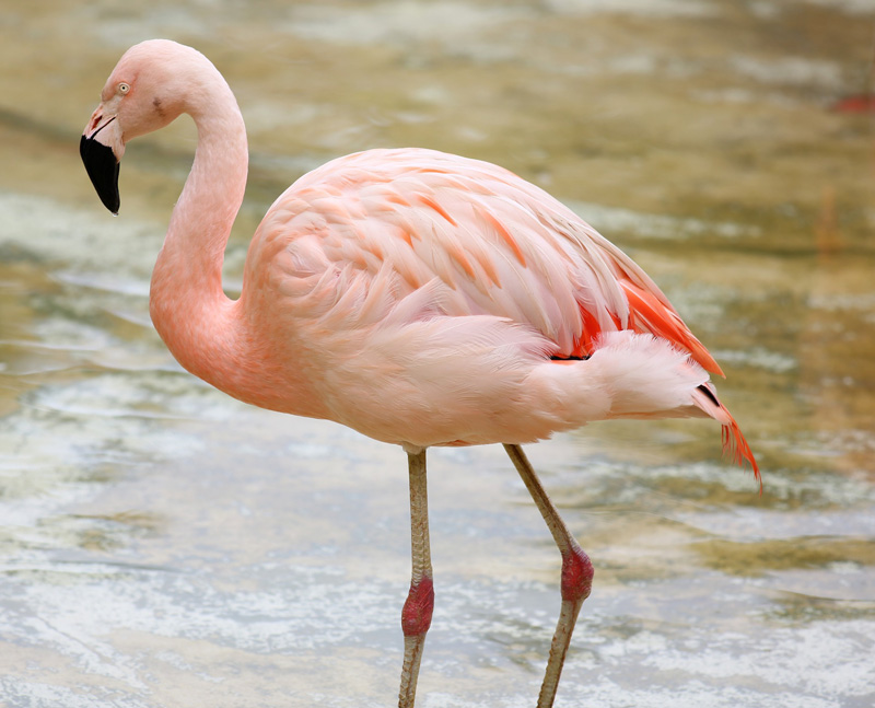Flamingo