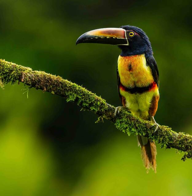 Alajuela – natuur en vogels