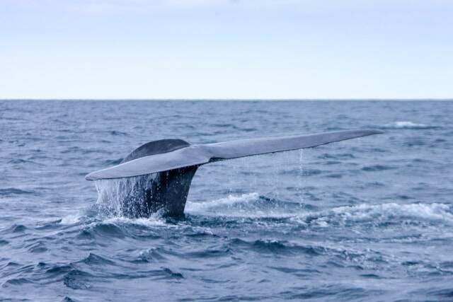 Whale watching Pico