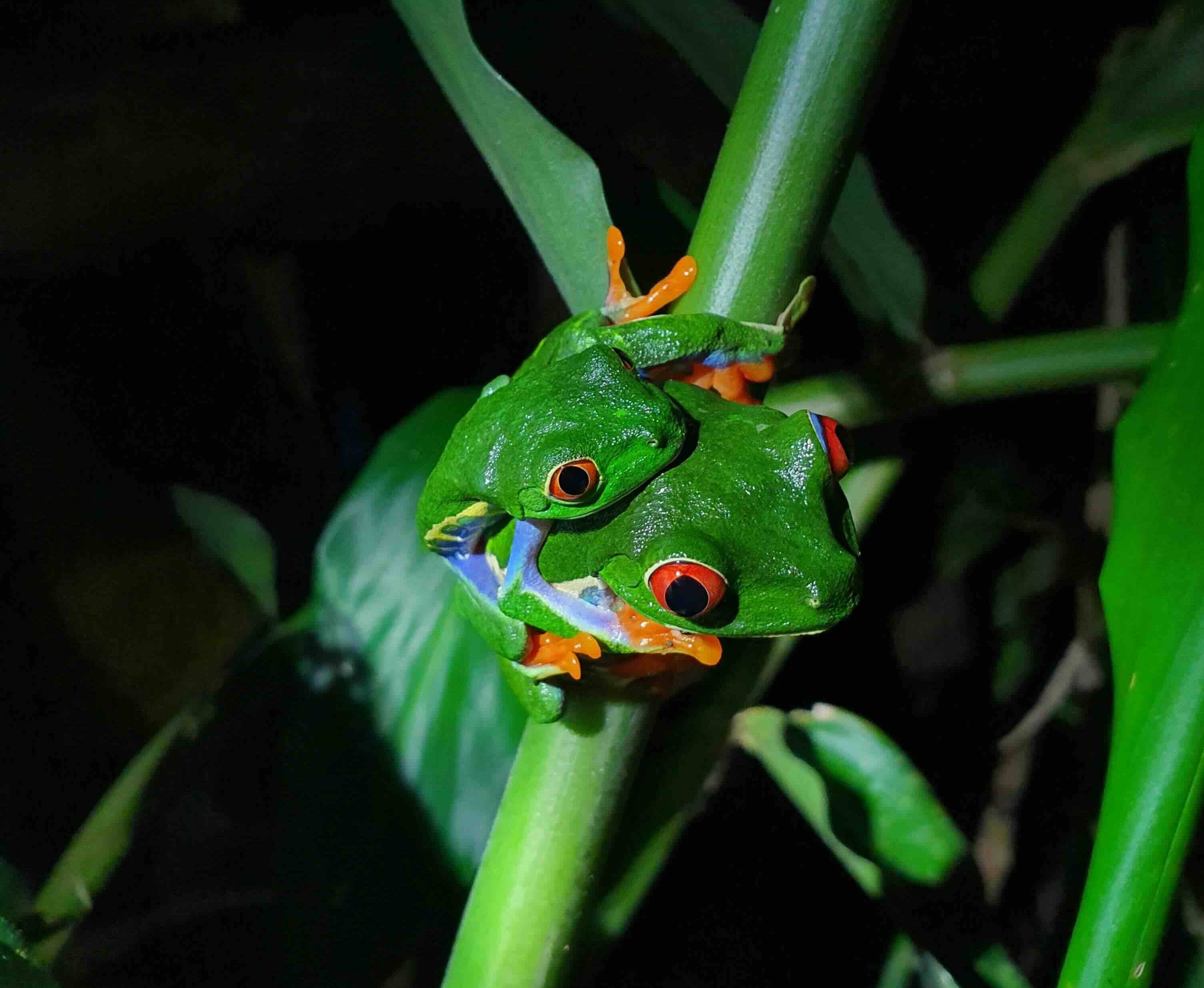 Boca Tapada &ndash; kikkers in het regenwoud