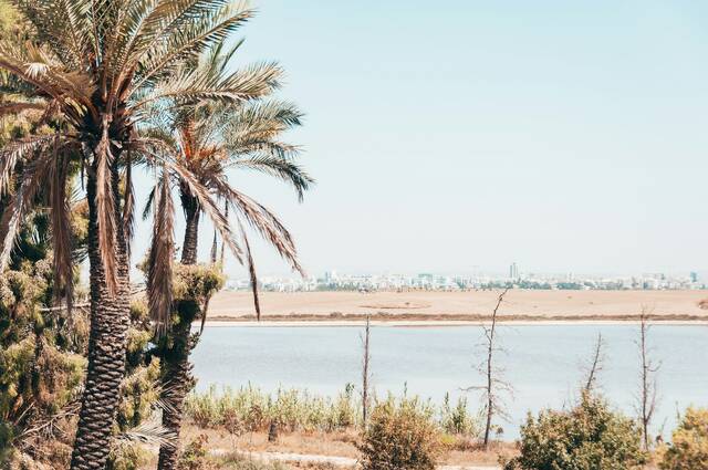 Larnaca – palmen en boulevard
