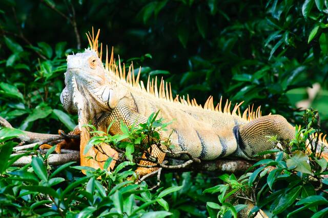 Wildlife La Fortuna
