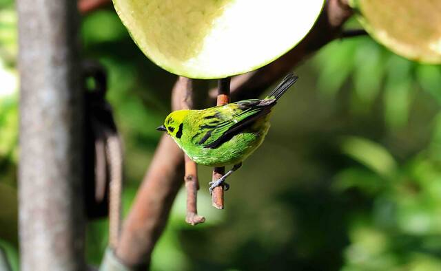 La Fortuna – kleurrijke vogel