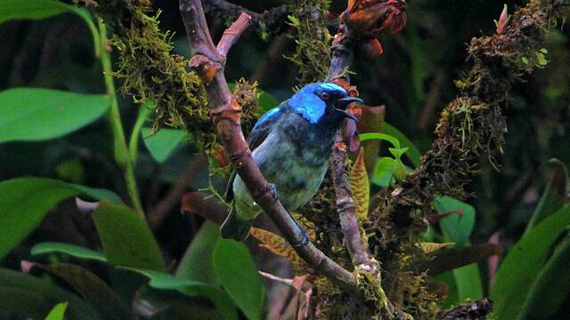 Vogel Monteverde