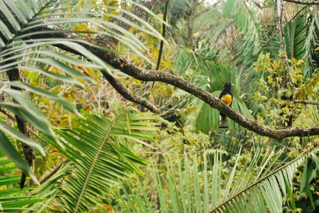 Nosara – vogels