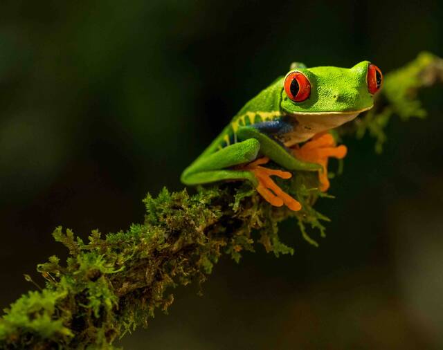 Sarapiquí – rivieromgeving