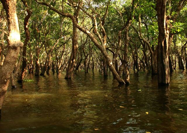 Islas Damas – mangroves