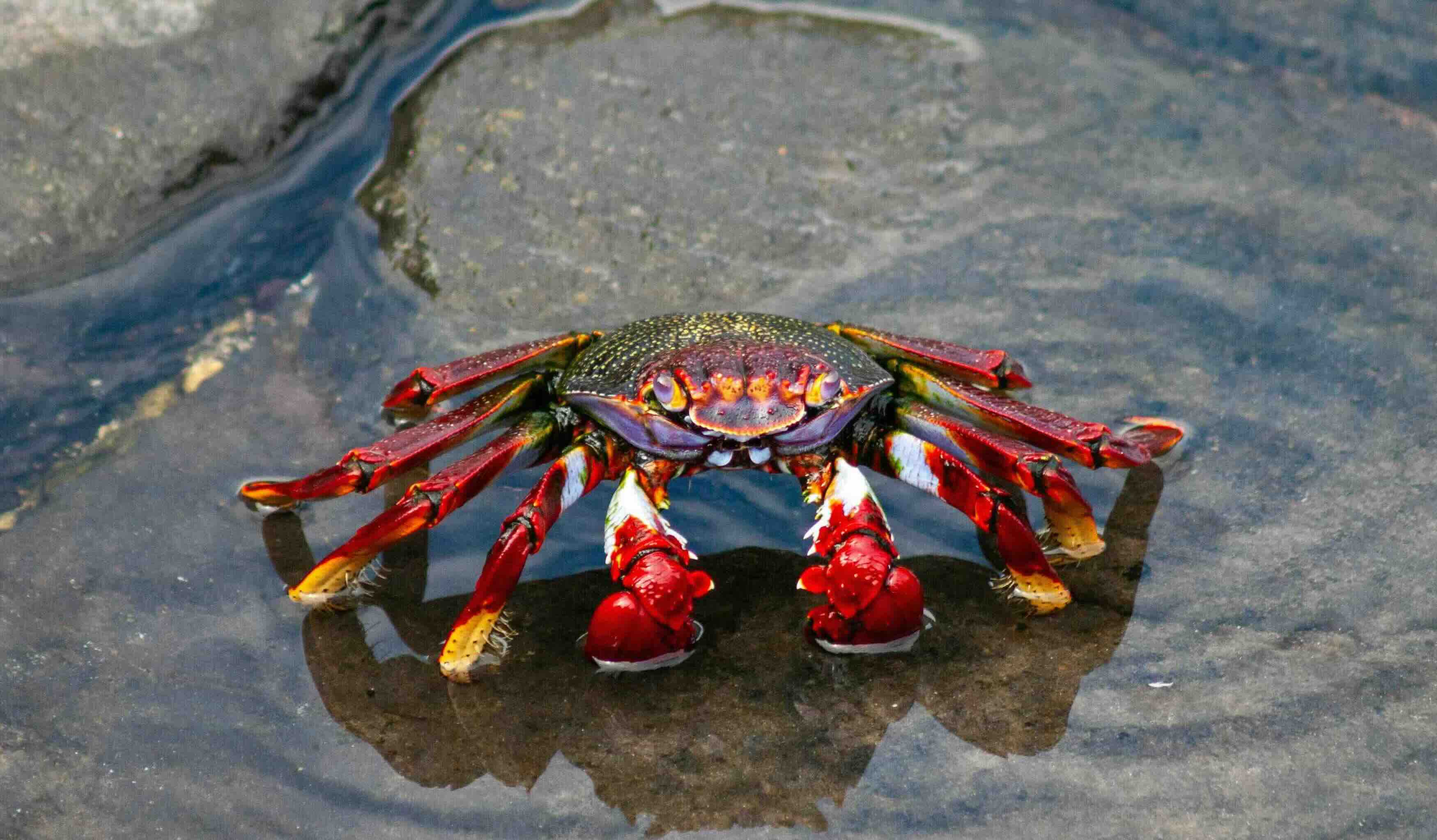 Madeira &ndash; K&uuml;ste und Panorama