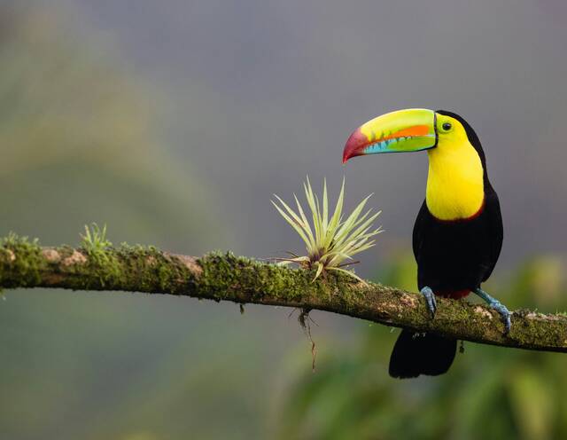 Vogel San Jose