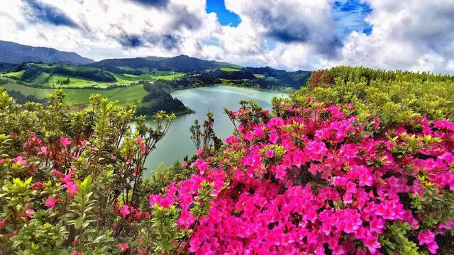 Kleurrijke bloemen op São Miguel