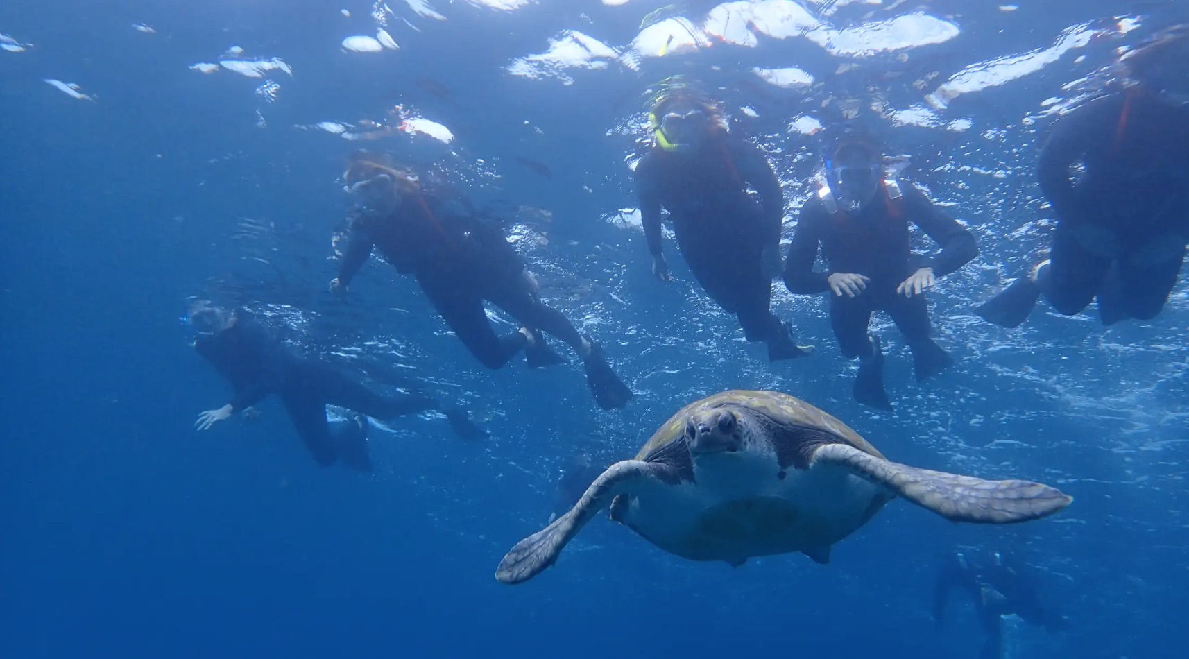 Meeresleben beobachten