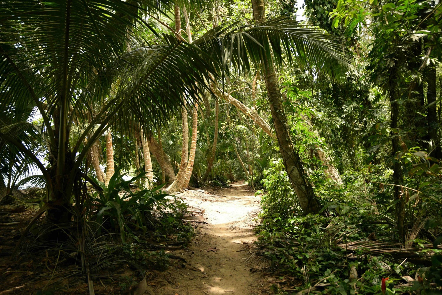 Tortuguero National Park &ndash; natuur
