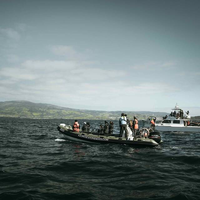 Whale watching vanaf de Azoren
