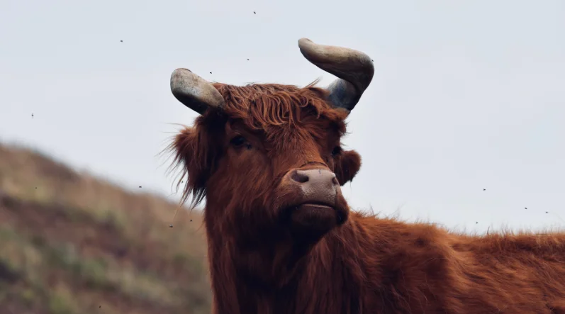 Rondreis Centraal Schotland