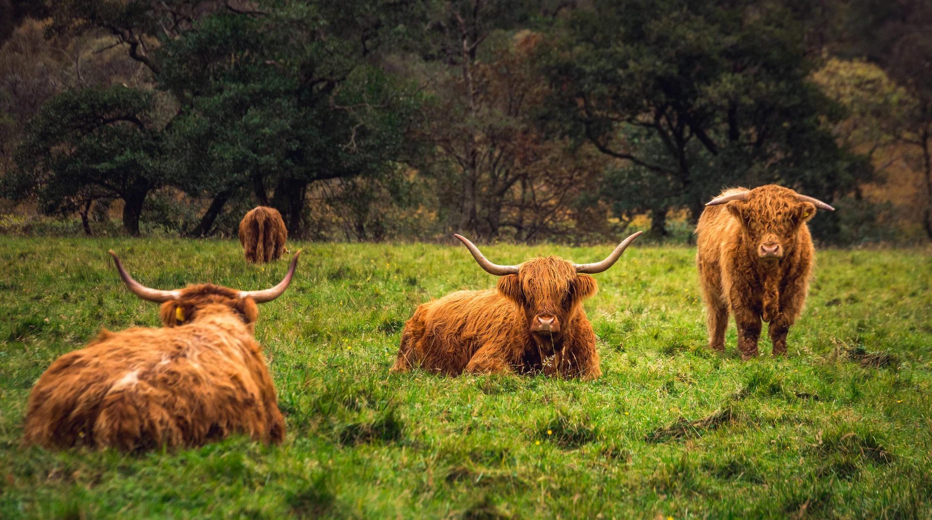 Mini Rondreis Schotland