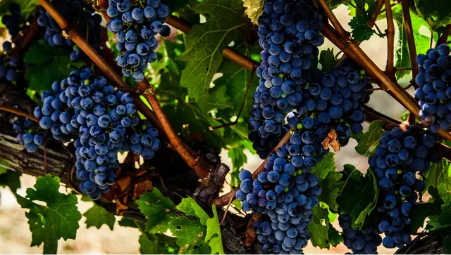 Chianti