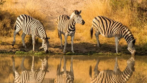 Rondreis Zuid-Afrika5