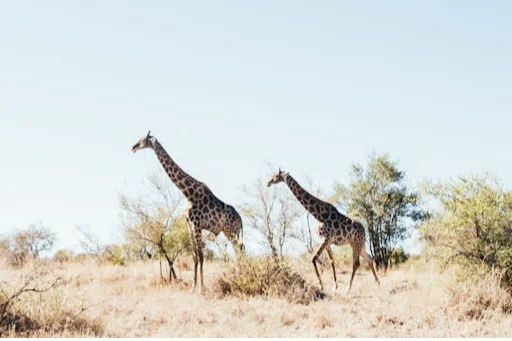 Rondreis Zuid-Afrika6