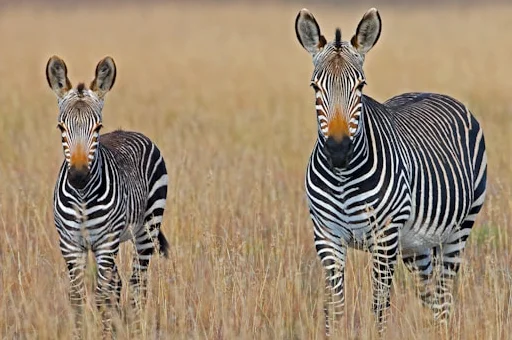 Zuid-Afrika-met-safari7