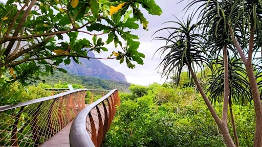 Zuid-Afrika-met-safari8