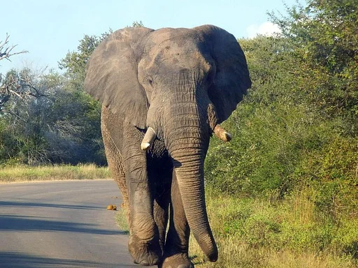 Kruger-National-Park3